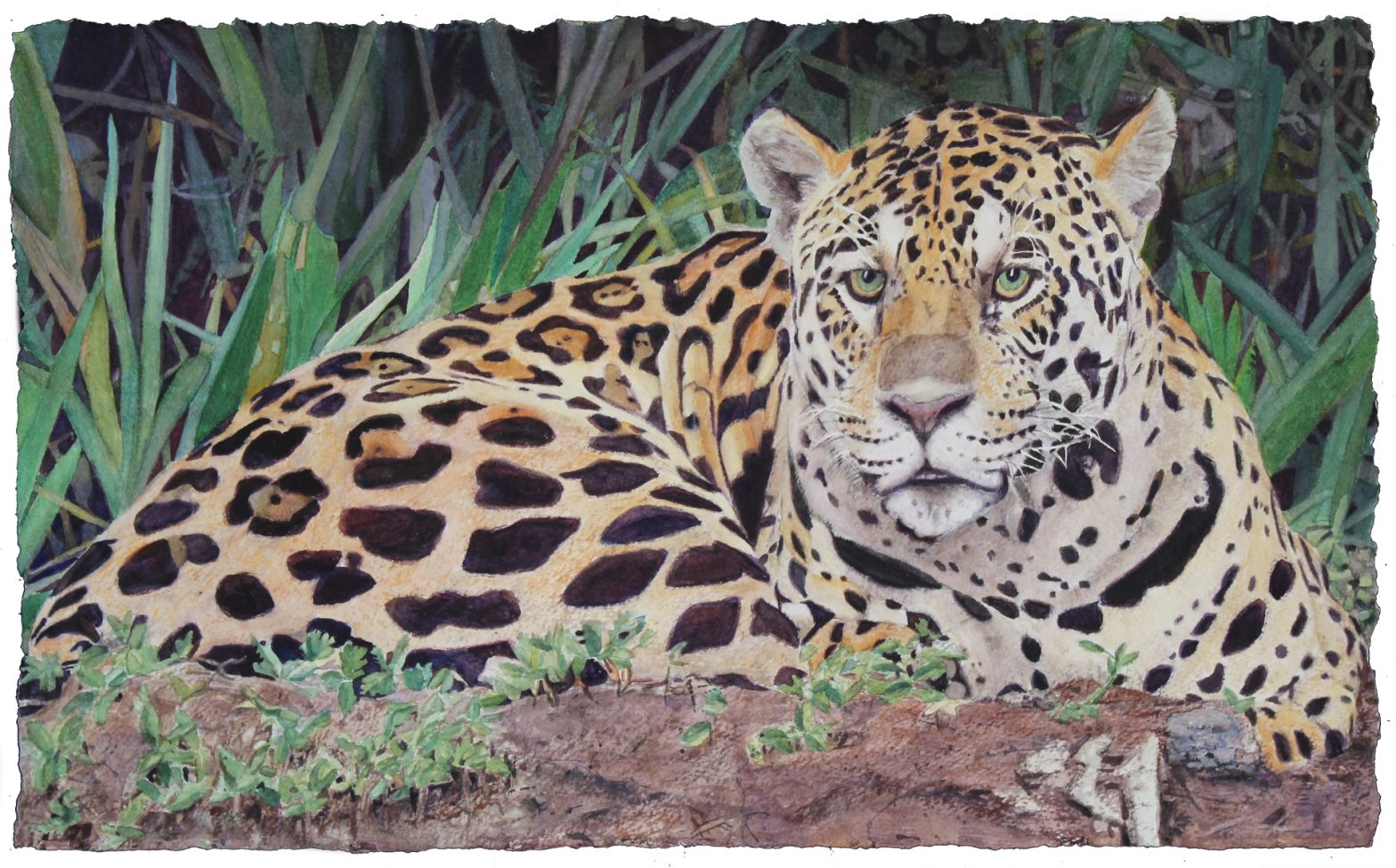 Jaguar, Pantanal, Watercolor Painting