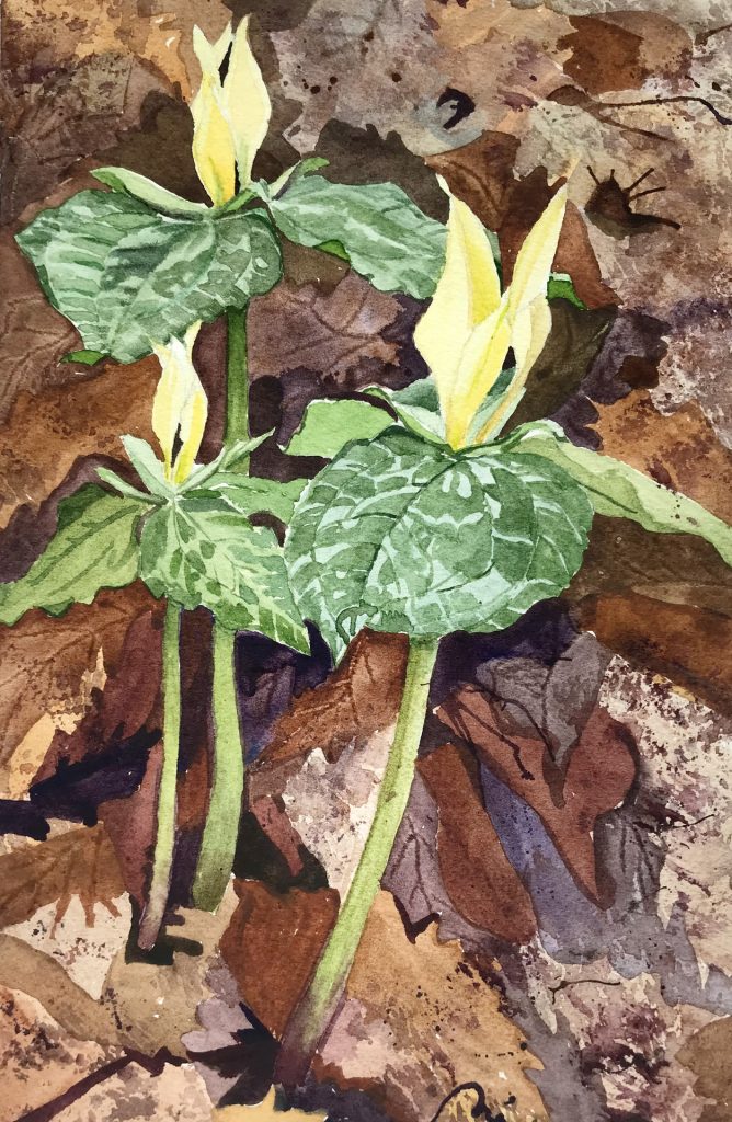 Trinity of Trilliums Watercolor Painting