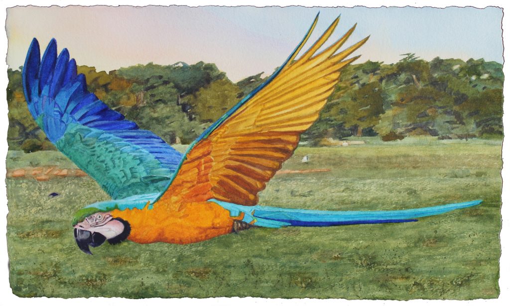 Arara ao Amanecer, Pantanal, Watercolor Painting